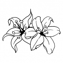 preview_-_lillies4